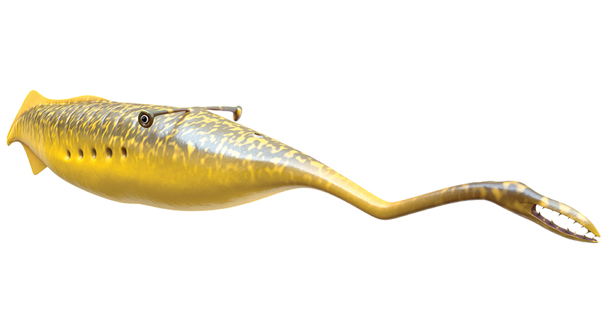 illustration of a tully monster