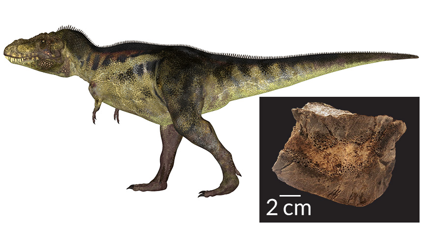 T. rex and bone