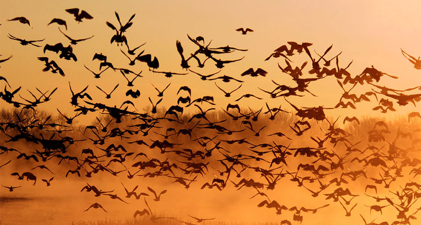 flock of birds