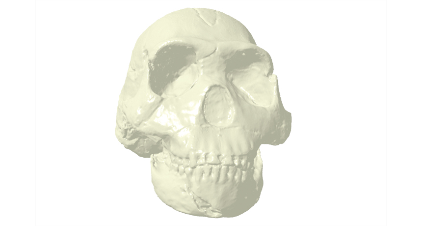 3-D skull