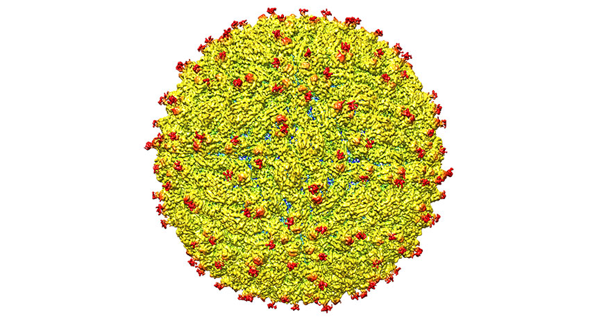Zika structure