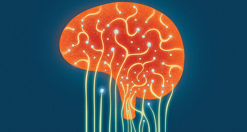 brain illustration