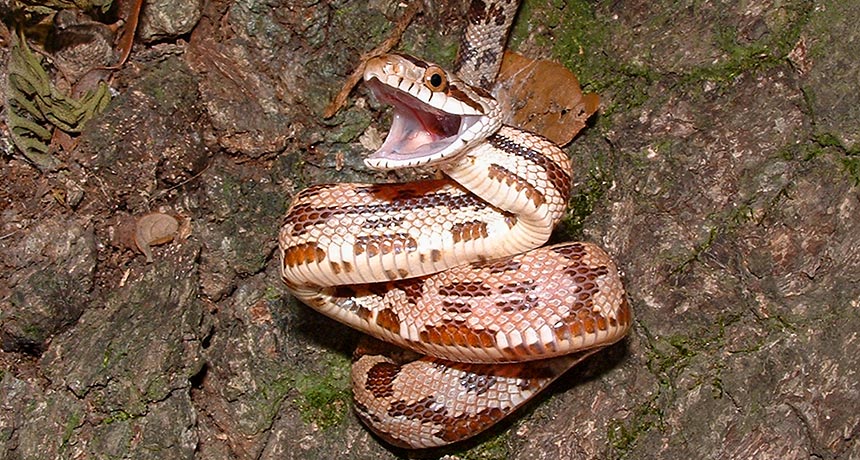 juvenile Texas Rat snake