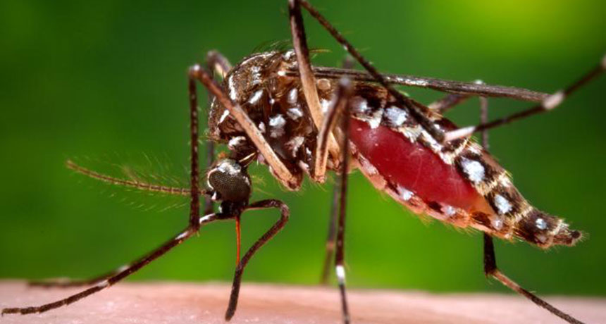Aedes aegypti