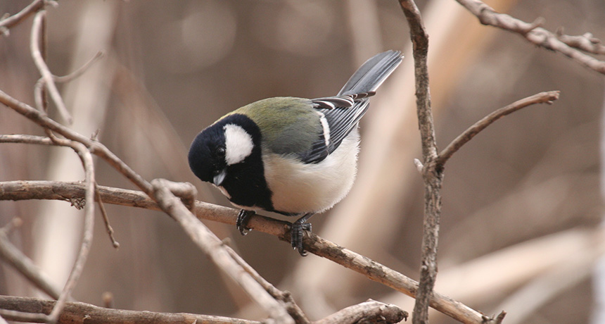 Great Tits