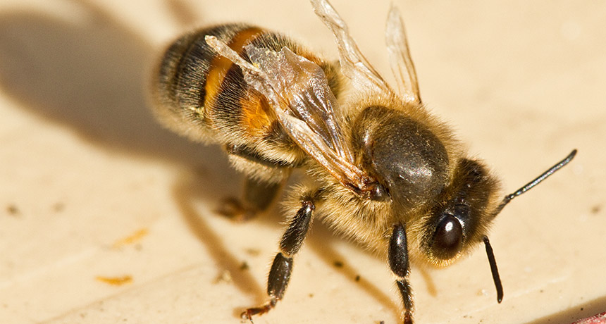honeybee