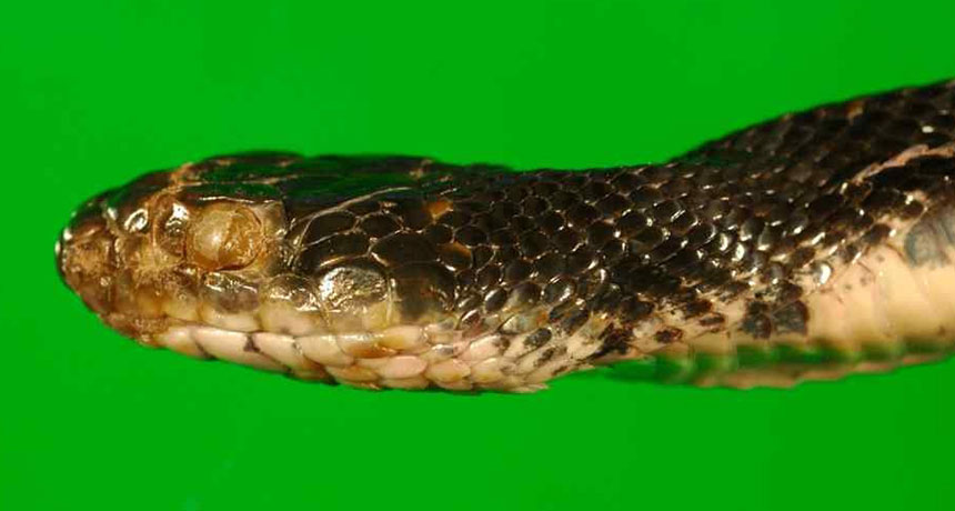 Eastern rat snake