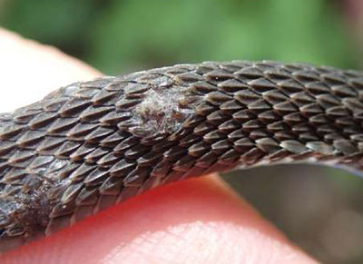 young broad-banded watersnake with skin lesions that tested positive for snake fungal disease