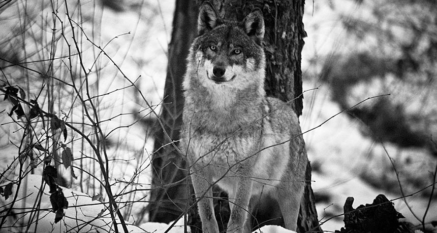 wolf