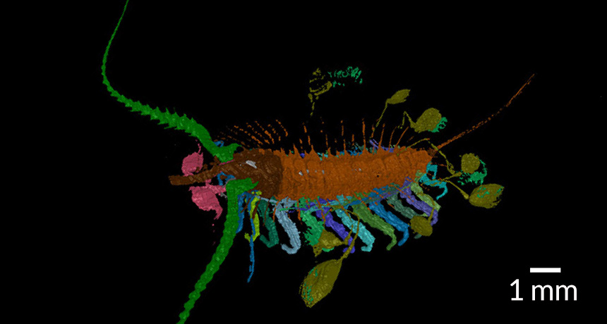 Ancient Arthropod