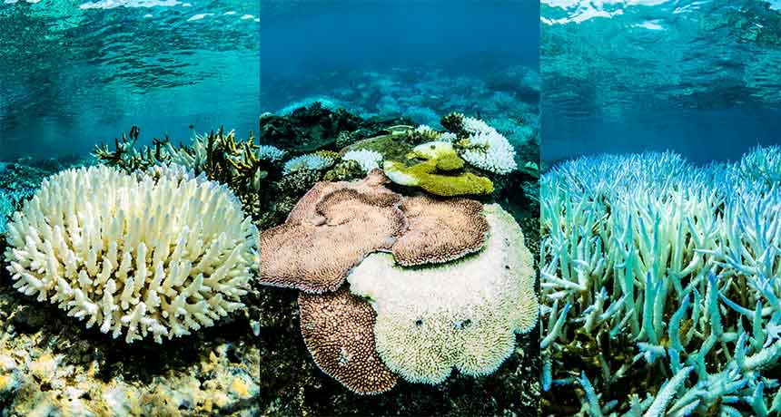 corals