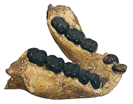 Gigantopithecus jaw bone