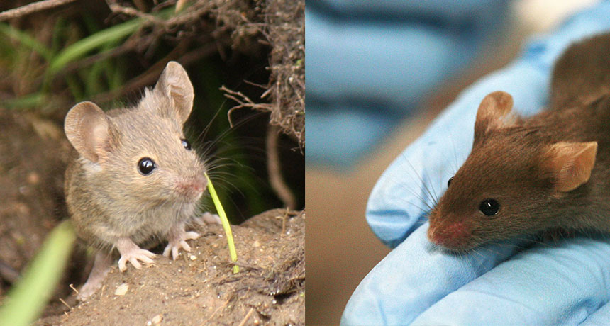 Wild mice and pet-store mice