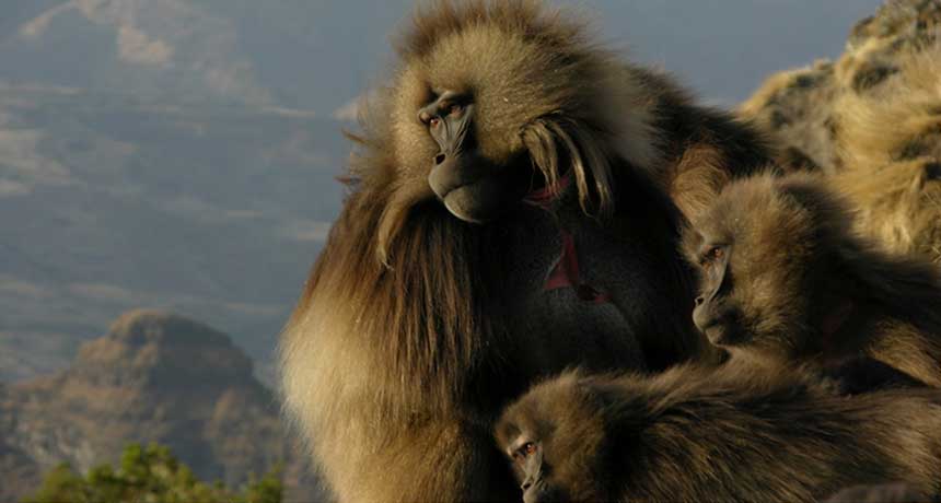 gelada monkey