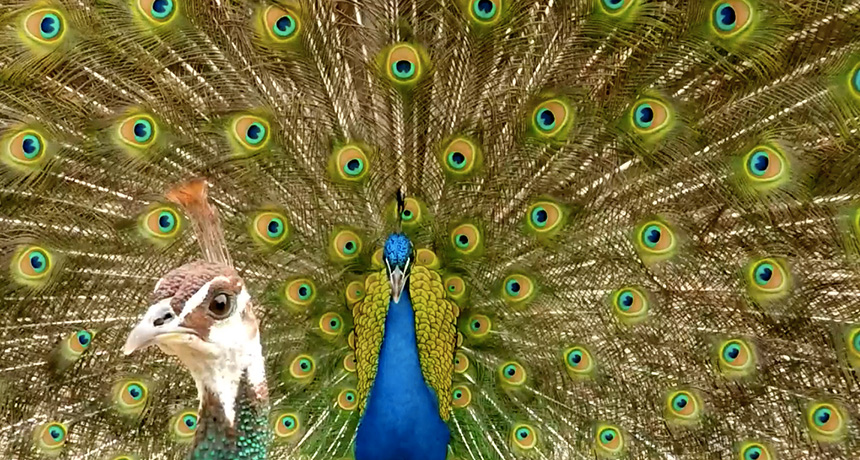 male and female peacock
