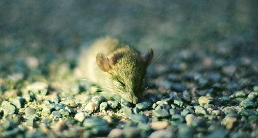 a sleepy mouse