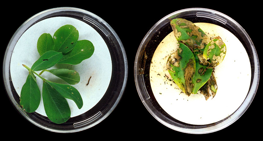 Bt peanut plants