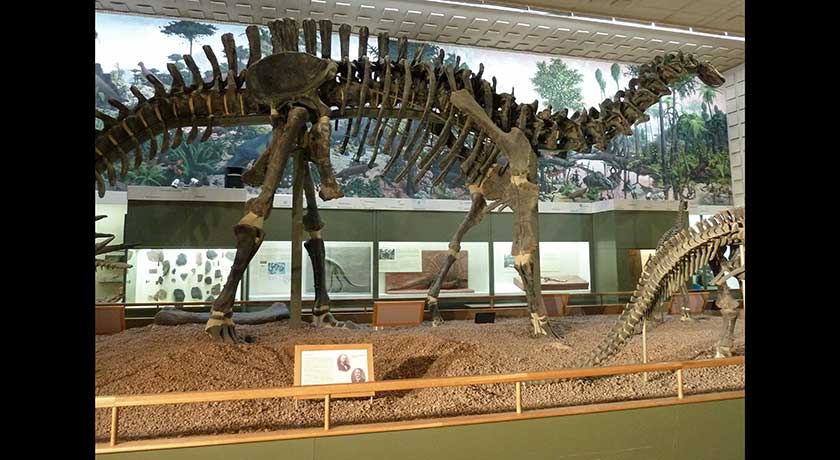 Brontosaurus at Yale’s Peabody Museum of Natural History