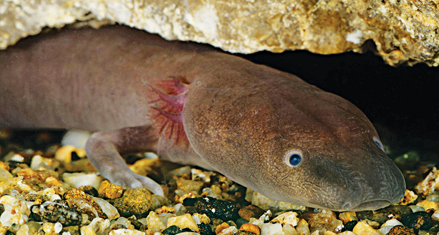 cave salamander