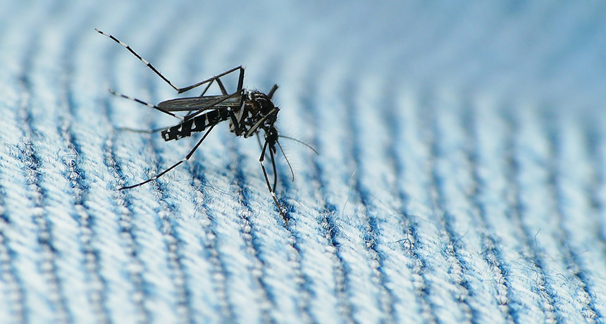 Aedes mosquito