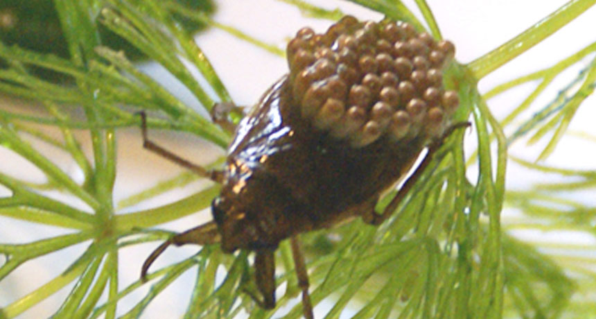 male giant water bug carrying eggs on its back