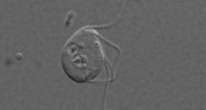 Monocercomonoides