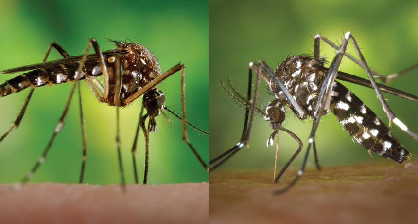 Aedes mosquitoes