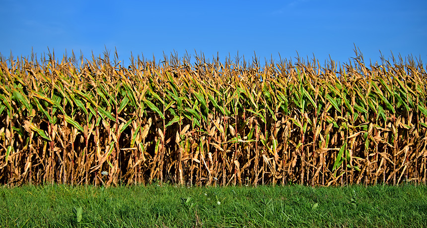 a field of corn