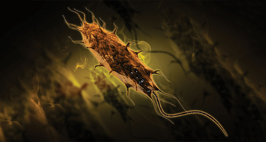 E. coli