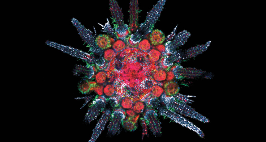 Sea urchin