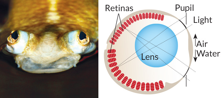 Four-eyed fish