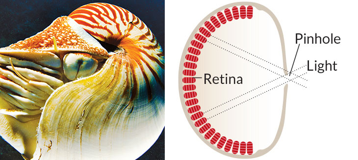 Nautilus