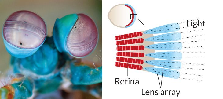 Mantis shrimp