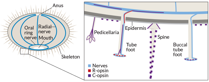 urchin anatomy