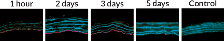 nanofibers