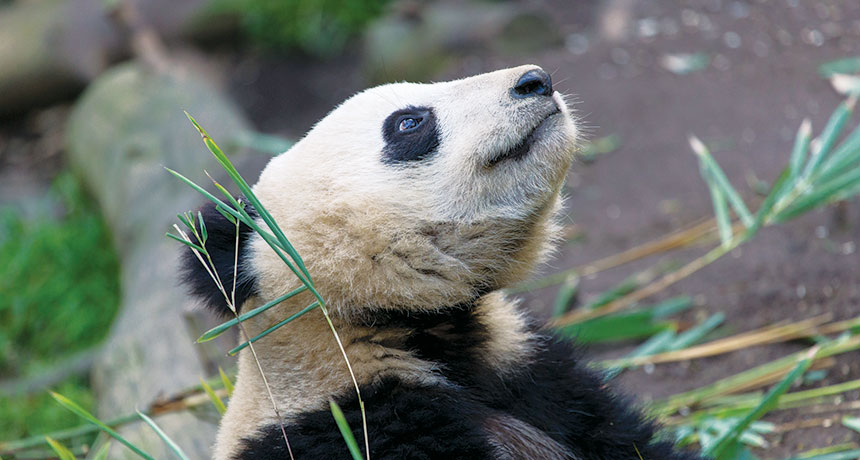 Pandas have ultrasonic hearing