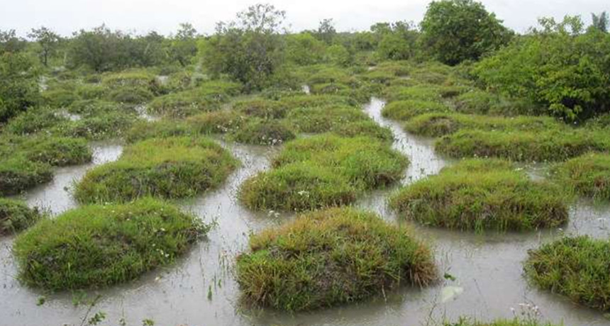 These mystery mounds are actually giant piles of earthworm poop