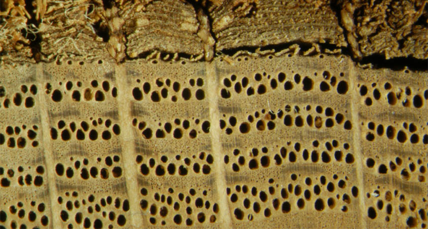 microscopic image of tree rings