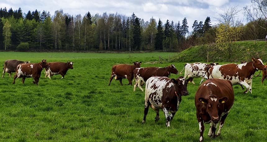 cows in a field in Finland