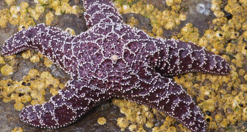 purple starfish, Pisaster ochraceus