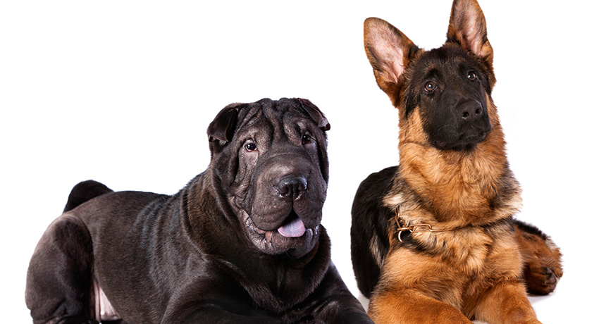 dogs