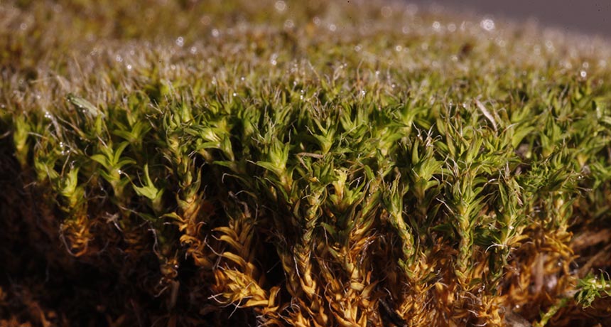 desert moss