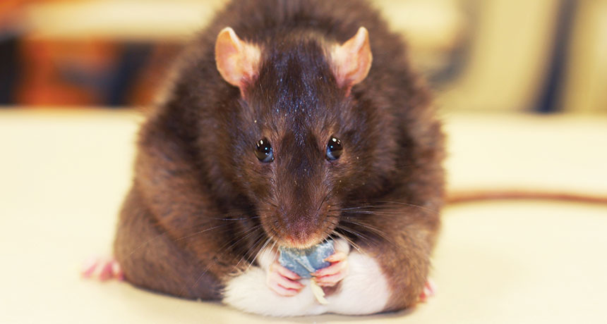 rat eating