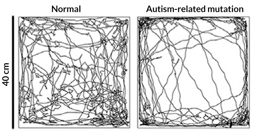 diagrams of mouse paths