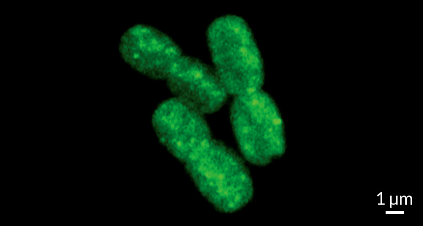 Synechococcus cyanobacteria