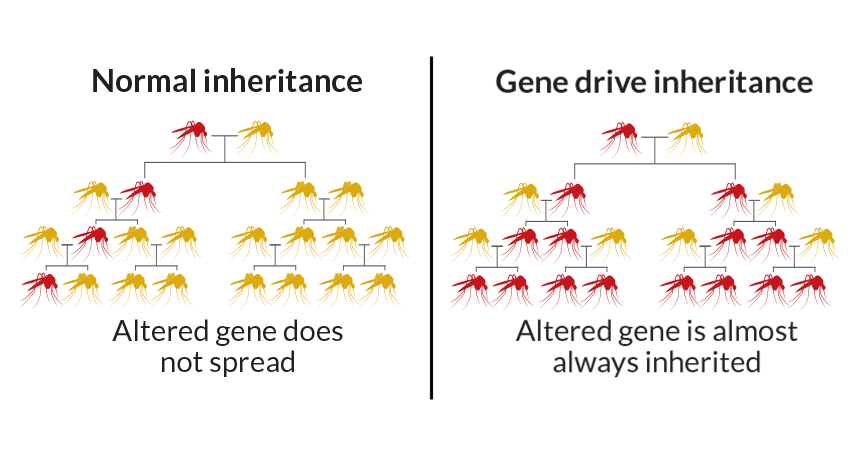 illustration of gene drive inheritance