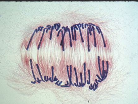 mitosis