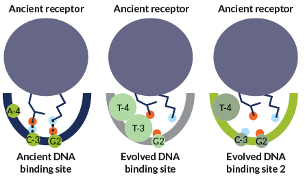 ancient receptor
