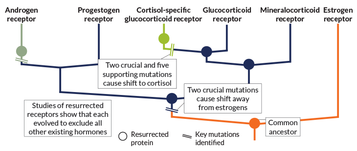 ancestral receptors
