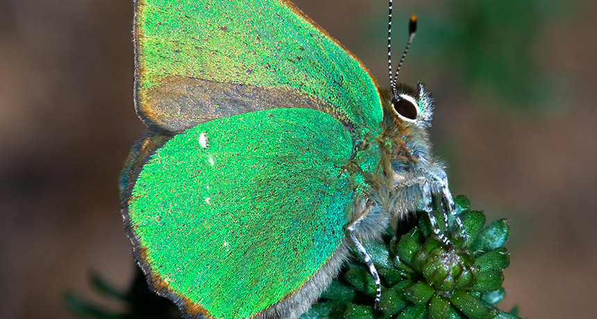 Butterfly-inspired nanostructures sort